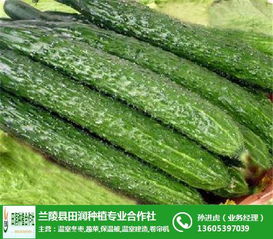 松岗与田润蔬菜批发 在线咨询及蔬菜批发服务解析