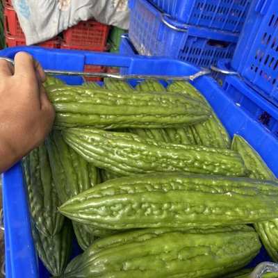 苦瓜批发价格行情解析 1.8元/斤的蔬菜市场现状