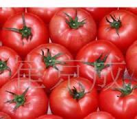 优质无公害西红柿 开启健康餐饮新风尚