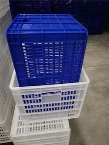 澳芒果报价解析与优质厂家及蔬菜批发市场对接指南