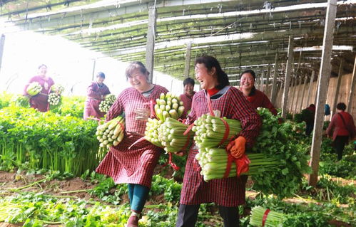 蔬菜大棚里的新春乐章 姐妹们的奋斗与团圆