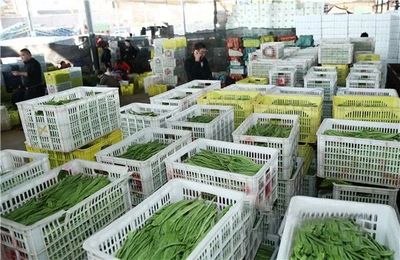 元谋聚力绿色招商 增强发展动能 蔬菜批发