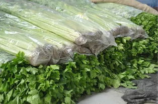 日照市农产品批发市场开业盛典，蔬菜批发购物全攻略